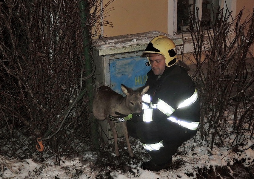 Hasiči vyprošťovali srnku