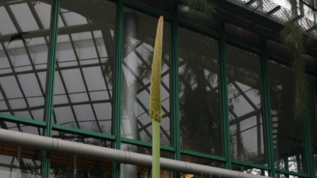 V botanické každým dnem vykvete vzácná rarita