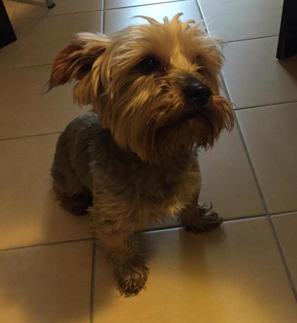 Hledá se páníček