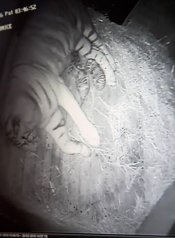 ZOO Liberec má dvě mláďata bílých tygrů! 1 12799099_1032694650118292_4336686112265732492_n