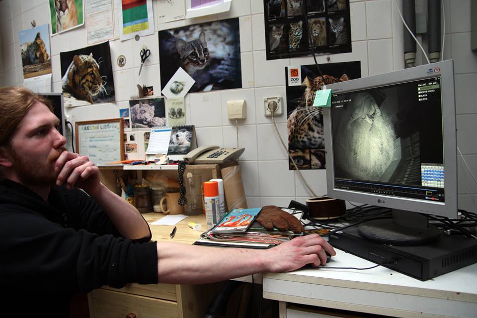 ZOO Liberec má dvě mláďata bílých tygrů!