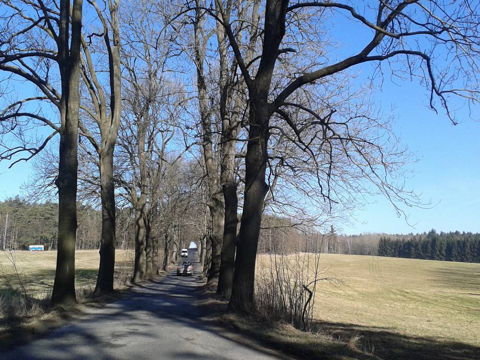 Třešňová alej na Frýdlantsku ožije