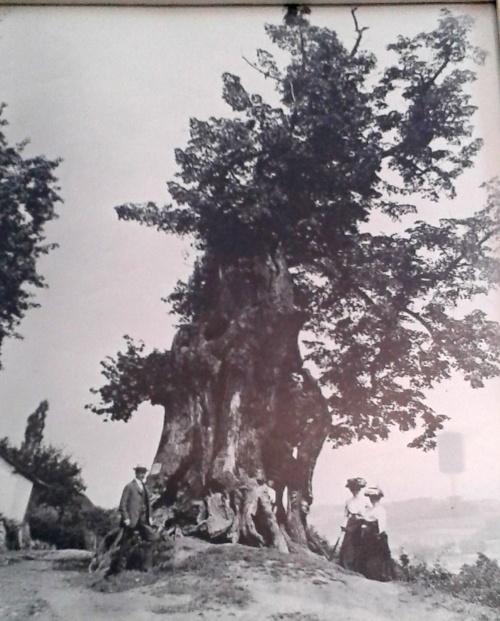 Strom roku 3 Historicky_snimek_lipy