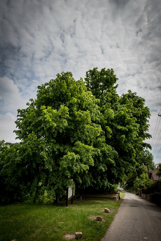 Strom roku 4 Lipa_v_soucasnosti