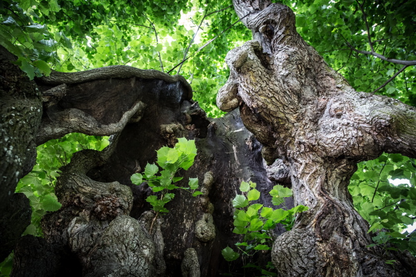 Strom roku 6 Tisicileta_lipa