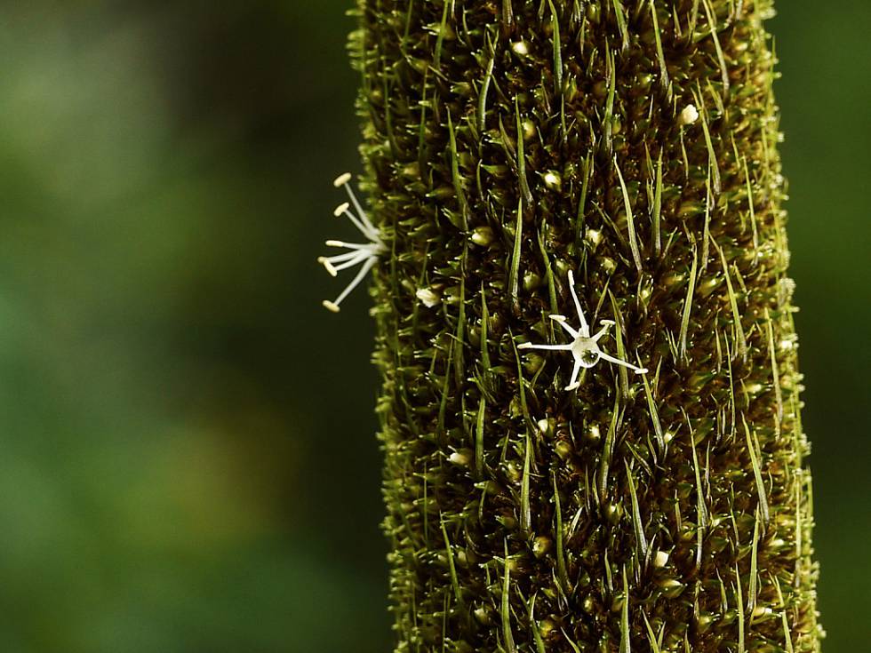 Květ přes čtyři metry, rarita v celé Evropě