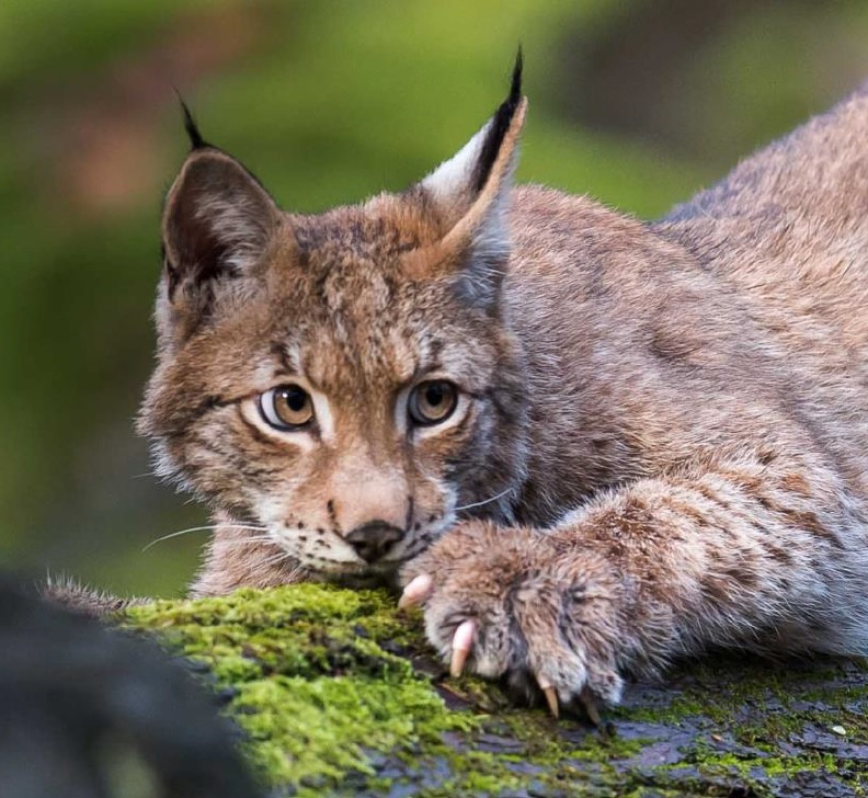 Setkání s rysem – aktualizace