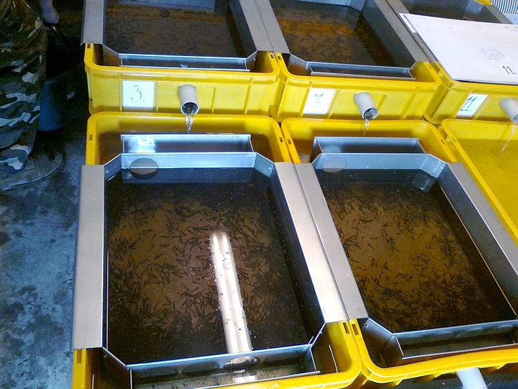 Pstruzi se vrací do potoků v Jizerských horách, Lesy ČR tak pomáhají přírodě