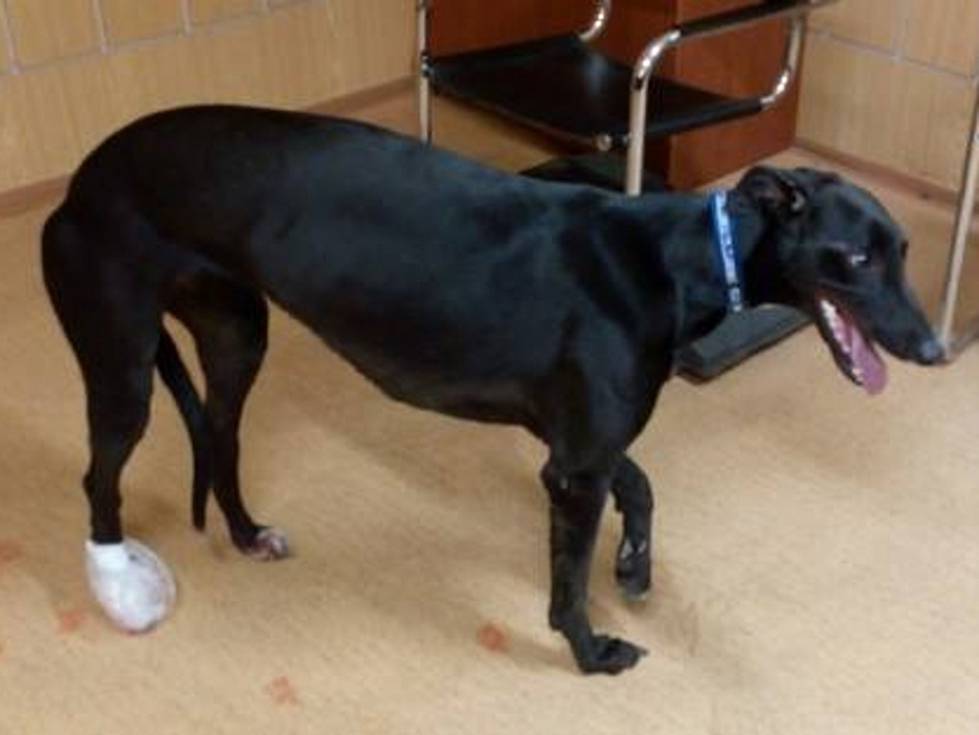 Vlakem cestoval neobvyklý černý pasažér