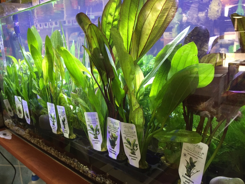 ZOO MIX Frýdlant rozšířil sortiment o živé akvarijní rostliny