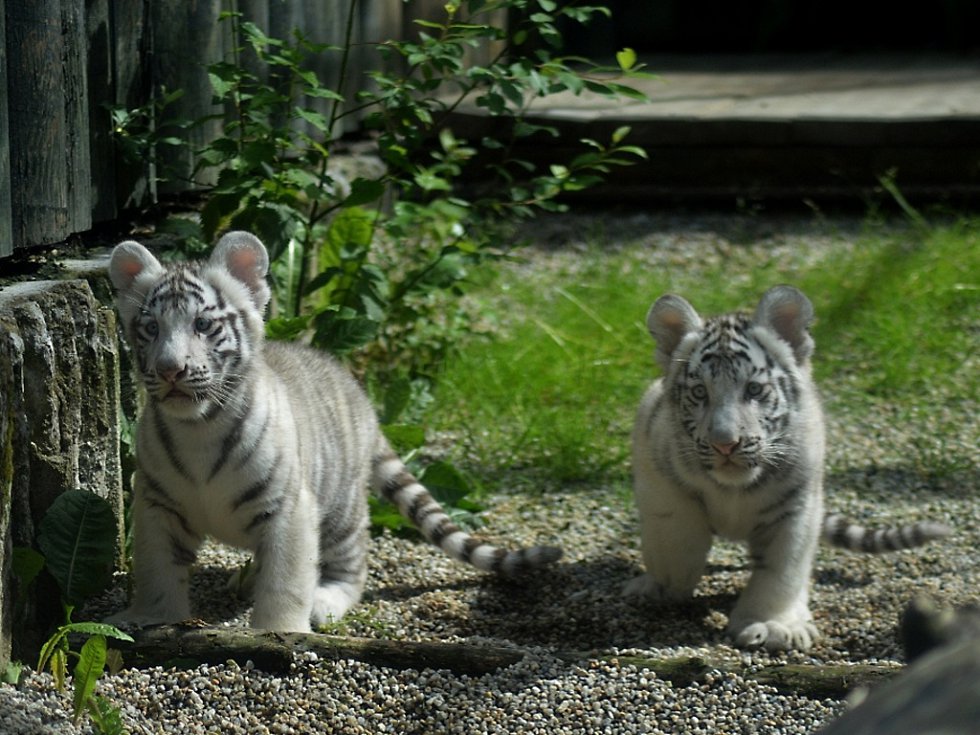 Bílí tygříci už jsou ve venkovním výběhu