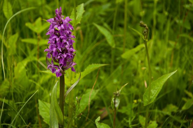 1000x1000-1465041818-na-louce-v-jizerskych-horach-rozkvetly-vzacne-orchideje