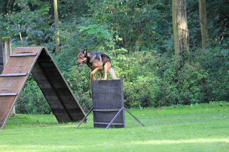 V Libereckém kraji prověří své schopnosti psovodi z mnoha zemí