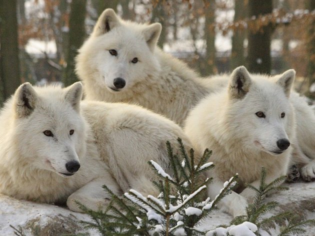 Vlci arktičtí v liberecké ZOO