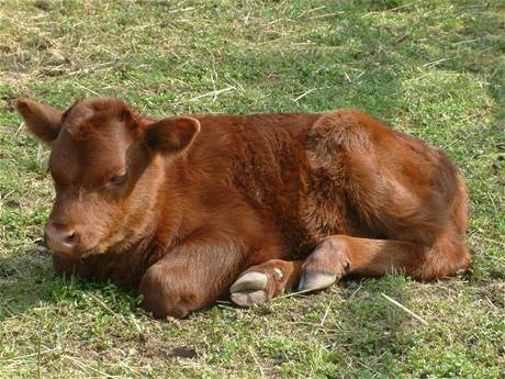 Z pastviny zmizelo červenohnědé tele 1 Ilustrační foto