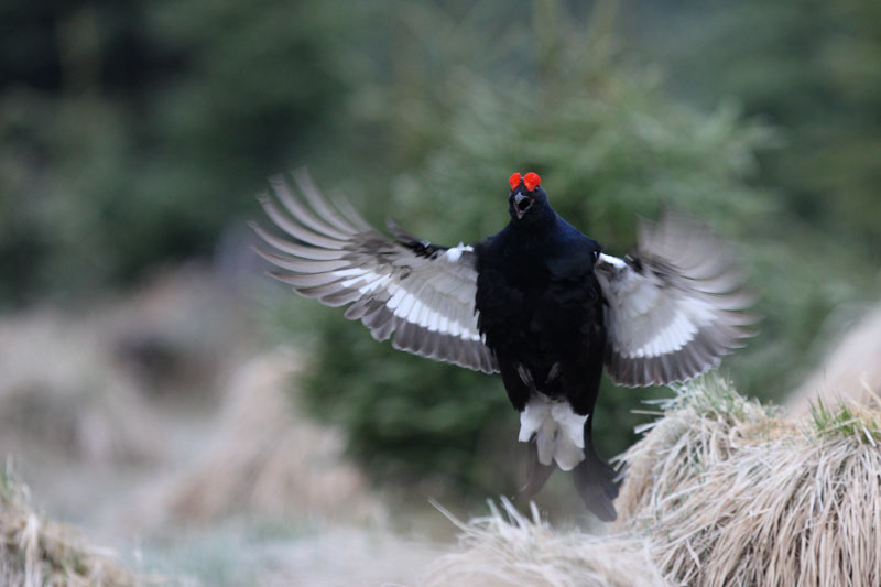 Tetřívků ubývá, lesníci upravují horské biotopy