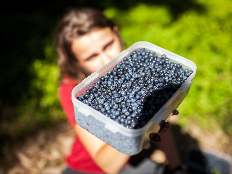 Česači borůvek drancují lesní porosty