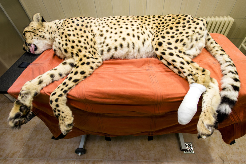 V ZOO Dvůr Králové operovali nejstaršího geparda v Evropě