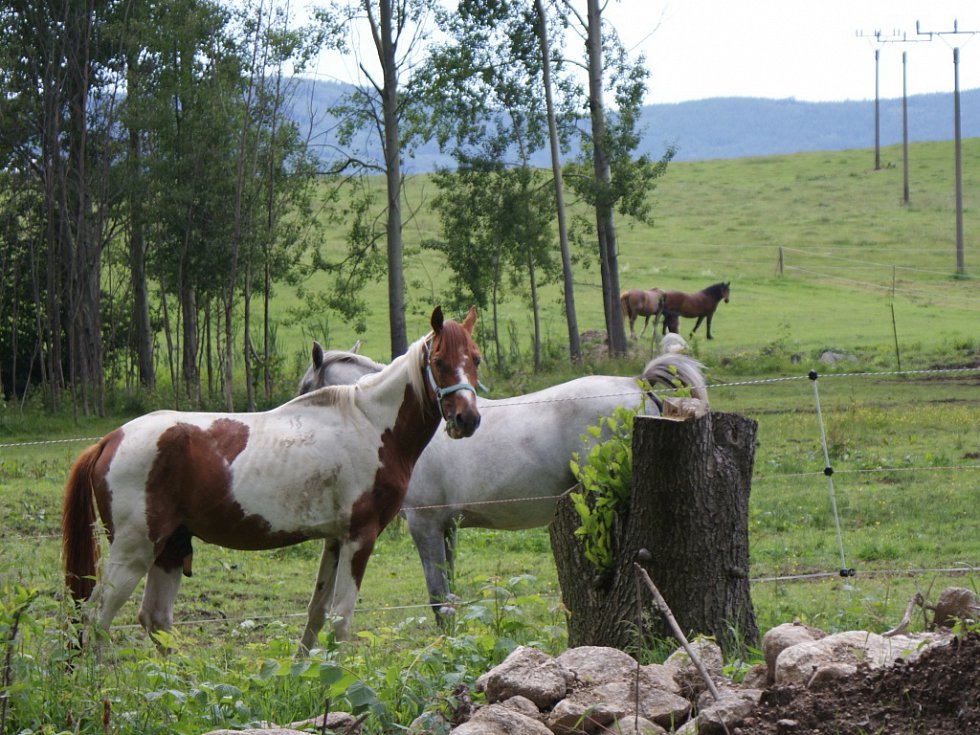 Nikdo je nechtěl, tak si pro ně založila stáj