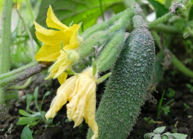 Ve Frýdlantu startuje OKURKIÁDA, zapojte se