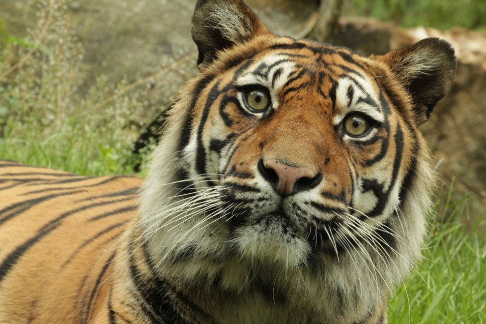 Policisté hledali v ulicích Semil zaběhnutého tygra. Až později se ukázalo, že jde o urostlou kočku 1 tygr