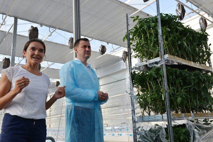 Polské skleníky už zářit nemají. Nové zaclonění spustí koncem září