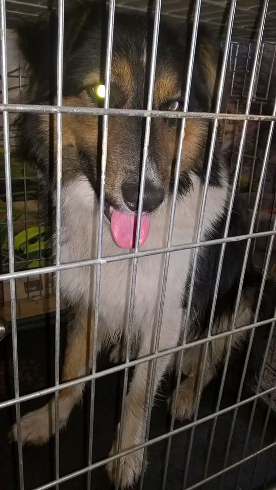 Děkujeme za pomoc, pejsek je už doma