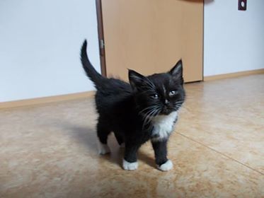 Služby, společnosti, firmy a živnostníci 27 Našlo se koťátko