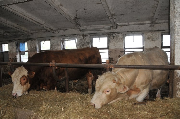 Školní statek Frýdlant prosperuje
