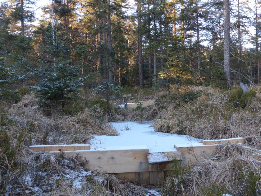 Obnova rašeliniště je z poloviny hotová