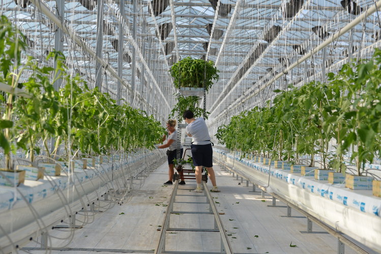 Světlo z polských skleníků prověřili astronomové