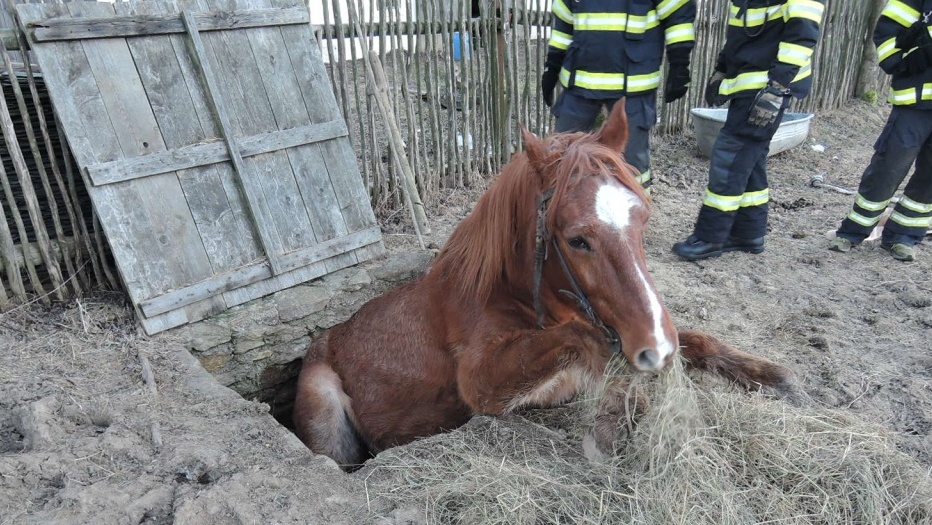 Hasiči zachránili koně z jímky