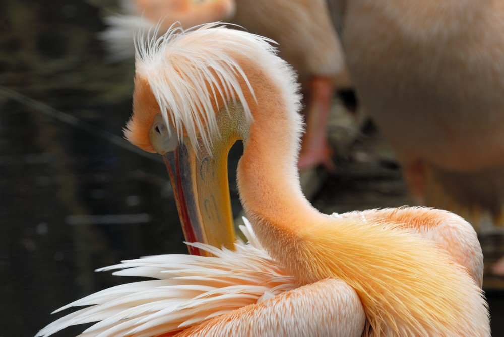 Další případ ptačí chřipky v ZOO. Uhynul pelikán, ohrožené je celé hejno