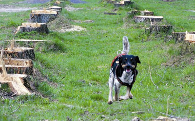 Firmy kácely stromy a navážely odpady. Dostaly statisícové pokuty