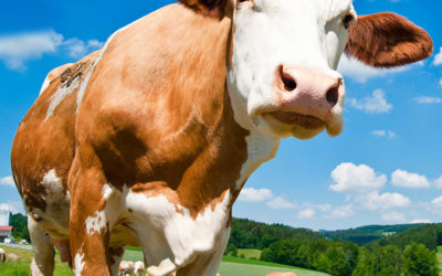 Nabídka bio oldřišského hovězího a jehněčího masa