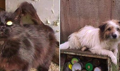 Pomozme najít nového majitele pro kočičku a pejska Aldu