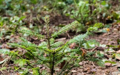 Ubytování, penziony, hotely, chaty, chalupy, resorty, hostely, motoresty a kempy 23 Lesy na Liberecku budou opět druhově bohatší