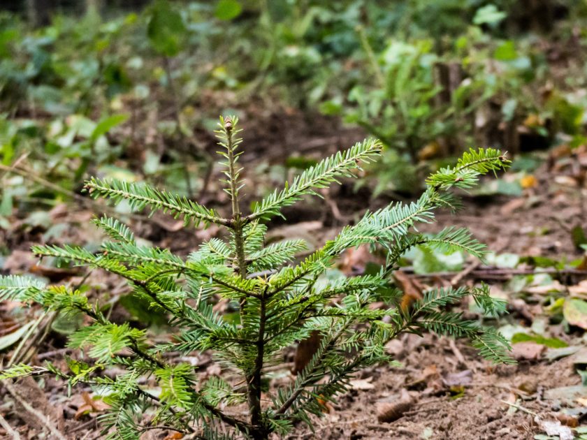 Lesy na Liberecku budou opět druhově bohatší 1 01 18 e1495600902793