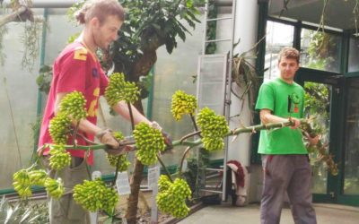 Vzácná agáve čekala na květ 20 let, teď ji zničil vandal