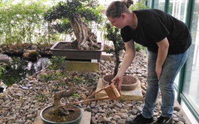 Ubytování, penziony, hotely, chaty, chalupy, resorty, hostely, motoresty a kempy 27 Nejstarší rostlina liberecké botanické zahrady je konečně k vidění