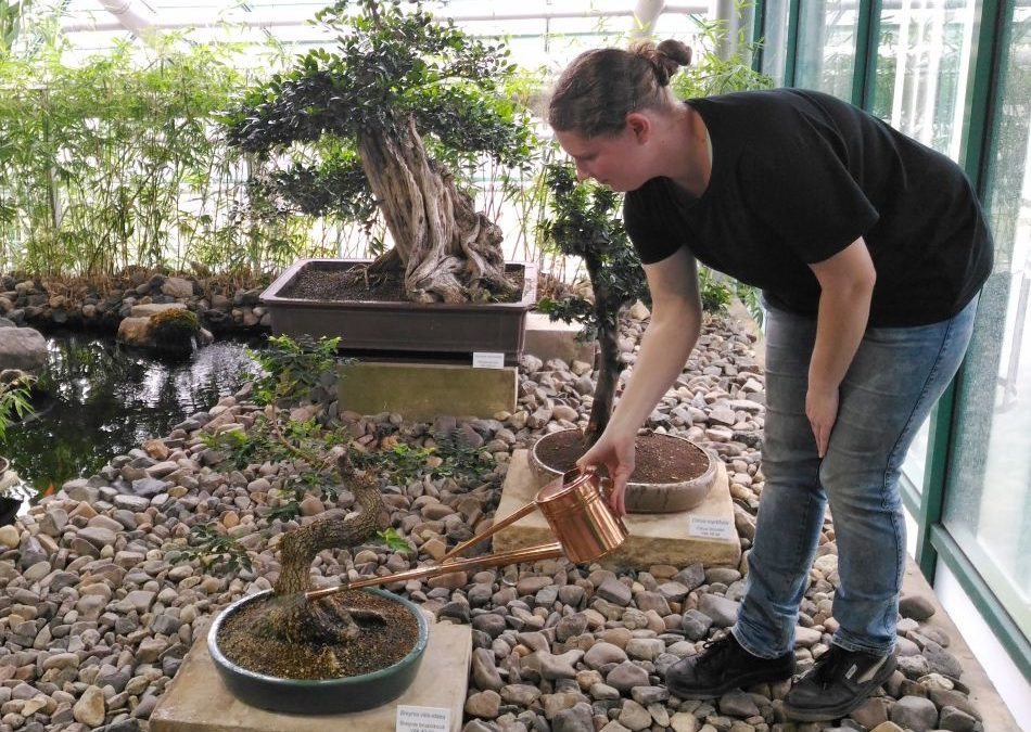 Nejstarší rostlina liberecké botanické zahrady je konečně k vidění