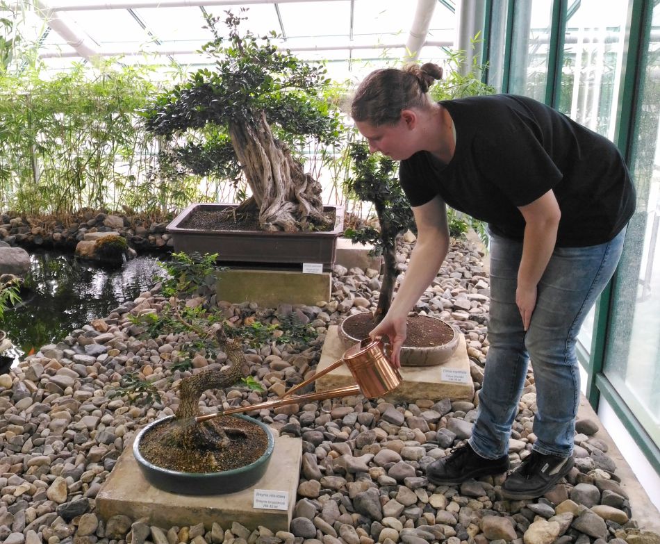 3865903 zahradnice zaleva rostliny v prosklene expozici bonsai 1