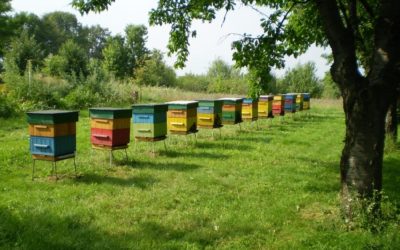 Kraj vyhlásil granty pro včelaře