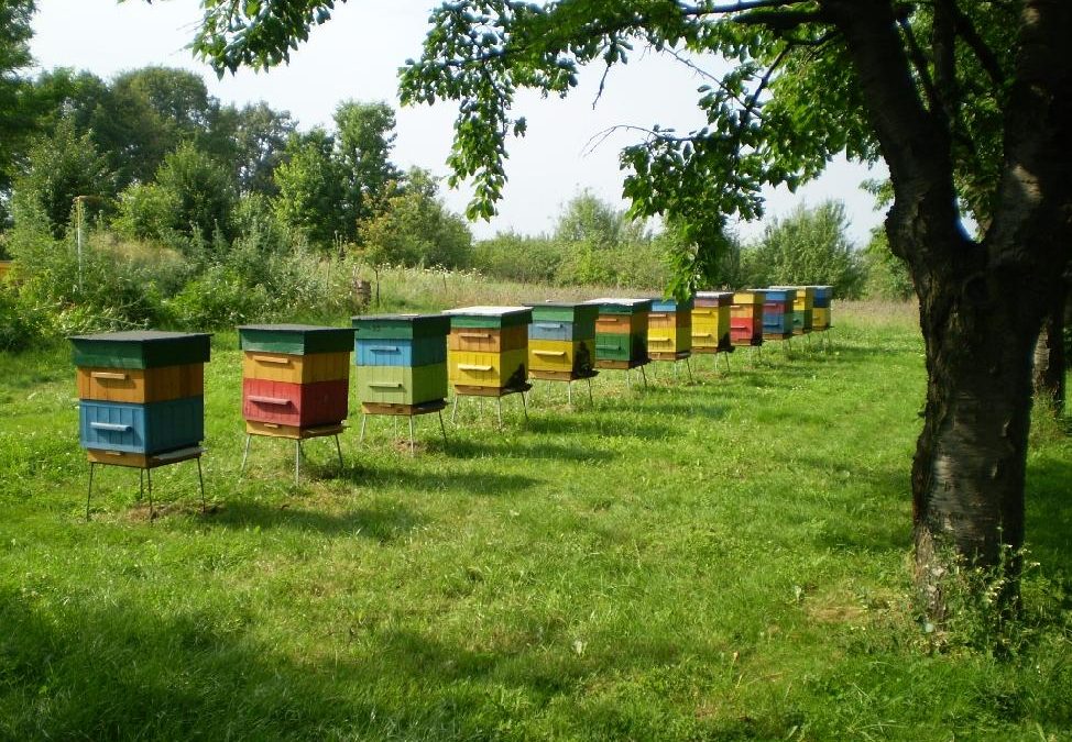 Kraj vyhlásil granty pro včelaře