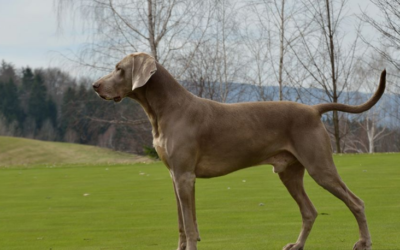 Plus 4 Buči už je doma