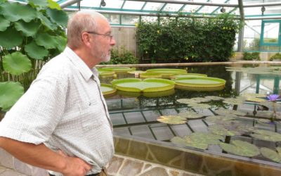 Plus 5 Největší lekníny světa právě kvetou v liberecké botanické zahradě