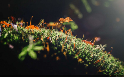 Potraviny Měděnka Hejnice 62 HLASOVÁNÍ: Zaostřeno na Jizerky: Vyberte nejkrásnější fotku Jizerských hor