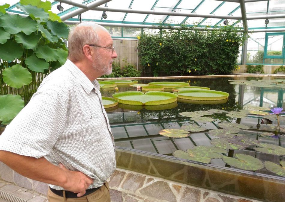 Největší lekníny světa právě kvetou v liberecké botanické zahradě