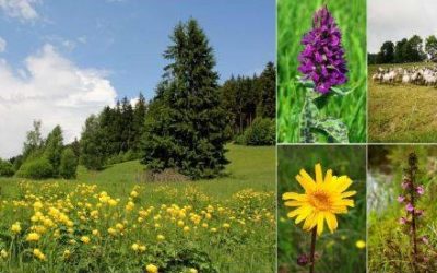 Potraviny Měděnka Hejnice 63 Slavnosti jizerských luk