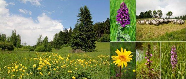 Slavnosti jizerských luk